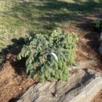 Millbrook Colorado Blue Spruce (Picea pungens ‘Millbrook’)