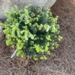 Minikin Japanese Hemlock (Tsuga diversifolia ‘Minikin’)