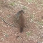 American Mink (Mustela vision)