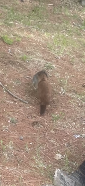 American Mink (Mustela vision)