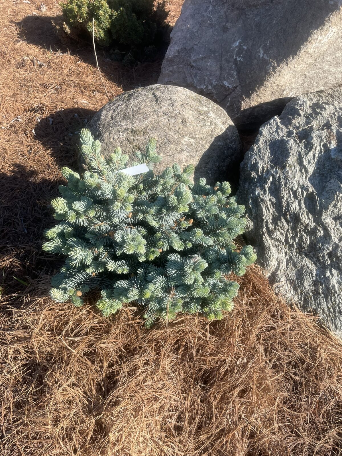 Moonstone Globe Spruce (Picea pungens ‘Moonstone’)