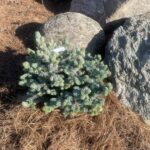 Moonstone Globe Spruce (Picea pungens 'Moonstone')