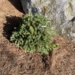 Minima Kalous Mugo Pine (Pinus mugo ‘Minima Kalous’)