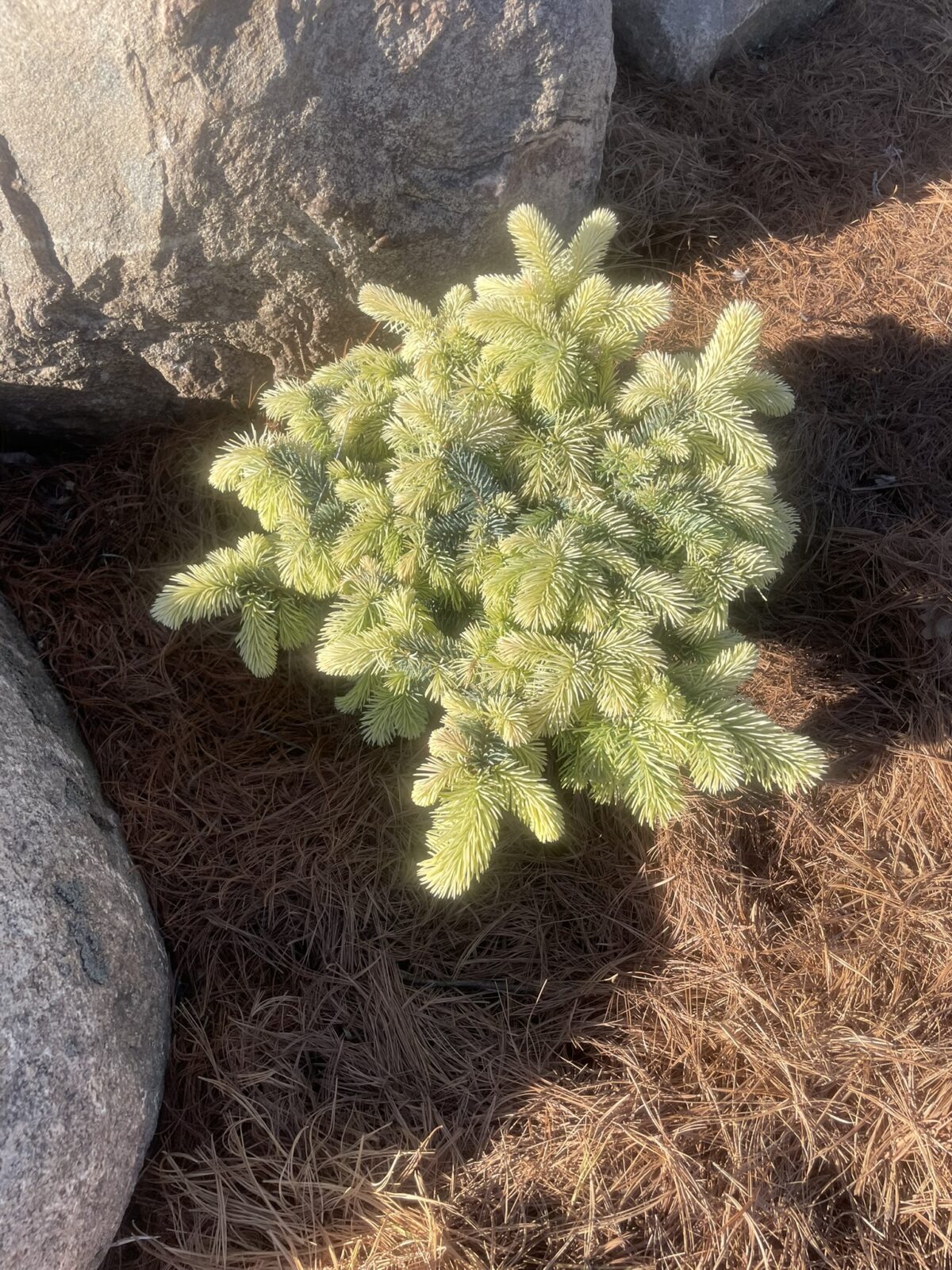 Spring Gold Colorado SpruceBlue (Picea pungens ‘Niemetz’)