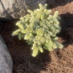 Spring Gold Colorado SpruceBlue (Picea pungens ‘Niemetz’)