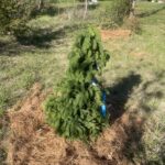 North Star White Spruce (Picea glauca ‘North Star’)