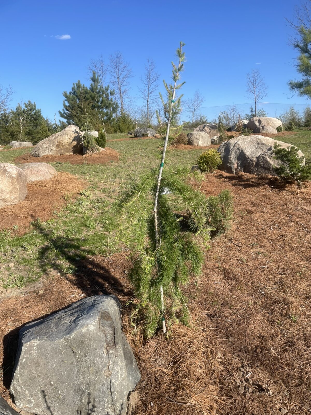 Puli Weeping European Larch (Larix decidua ‘Puli’)