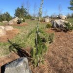 Puli Weeping European Larch (Larix decidua ‘Puli’)