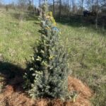 Iseli Fastigiate Blue Spruce (Picea pungens ‘Iseli Fastigiate’)