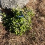 Ripplebrook Norway Spruce (Picea abies ‘Ripplebrook’)