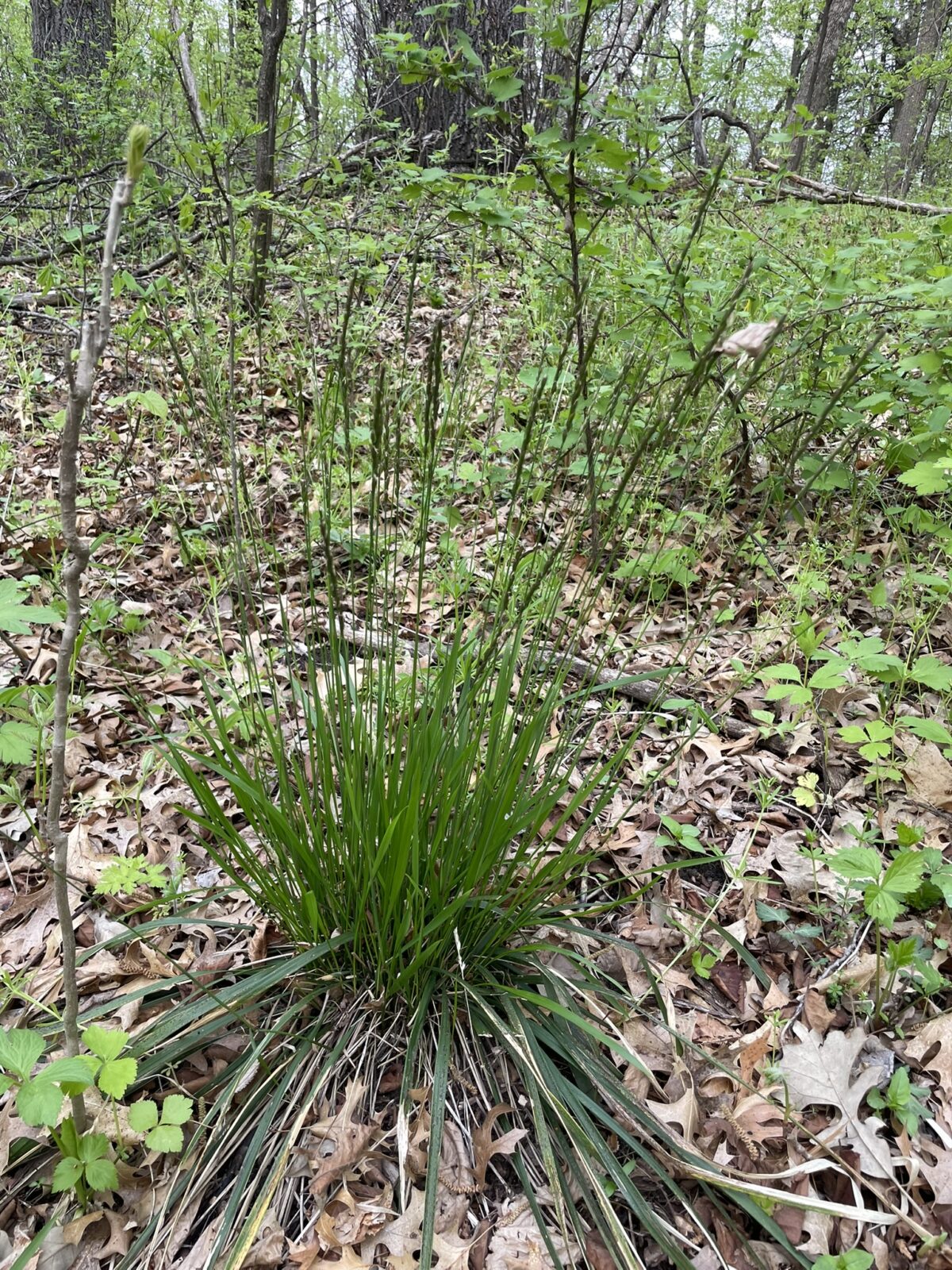 Rough-leaved Rice Grass (Oryzopsis asperifolia)