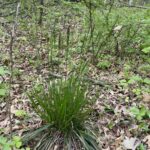 Rough-leaved Rice Grass (Oryzopsis asperifolia)