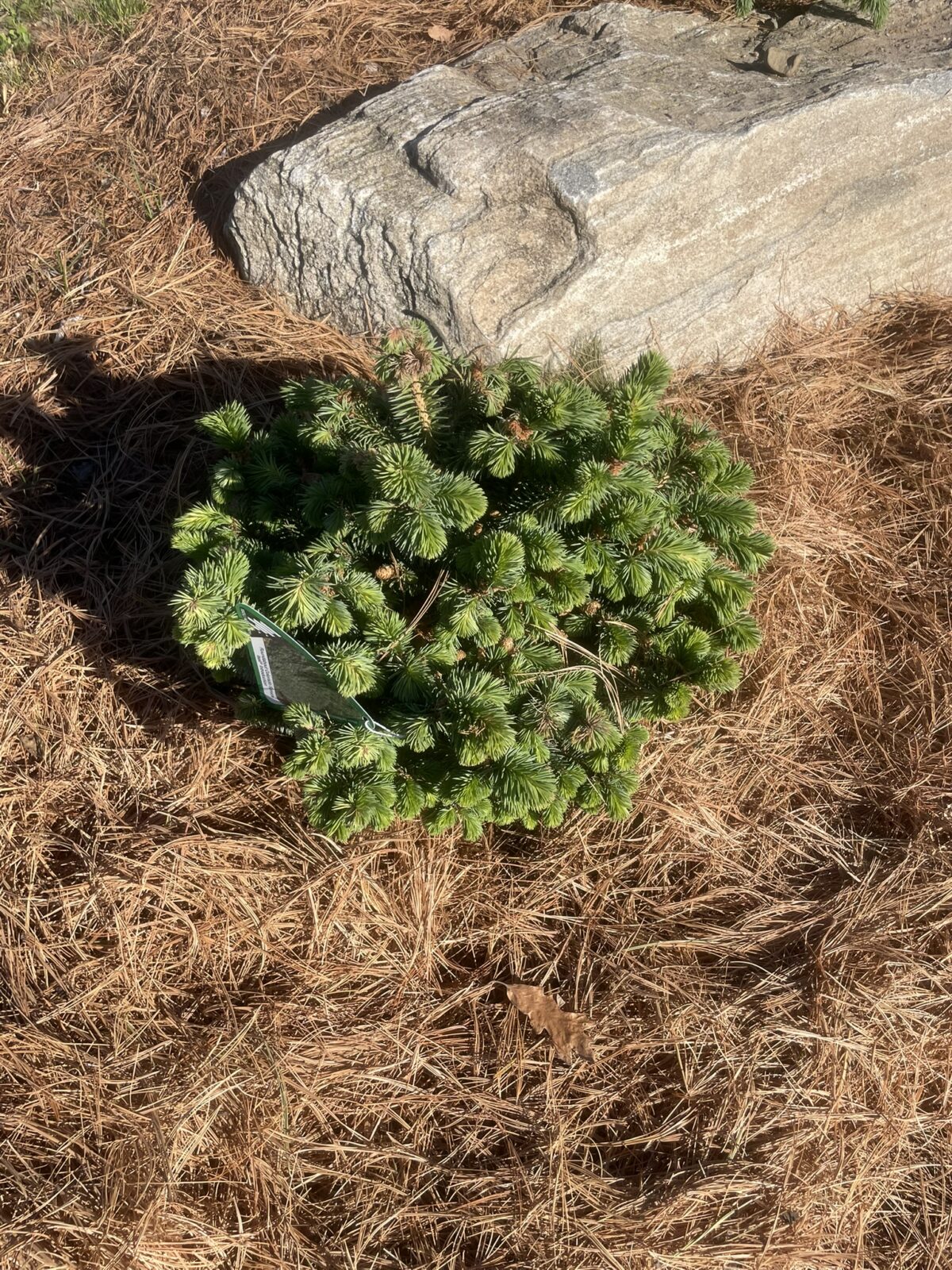 Roundabout Colorado Spruce (Picea pungens ‘Roundabout’)