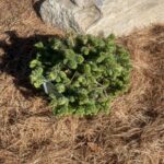Roundabout Colorado Spruce (Picea pungens ‘Roundabout’)