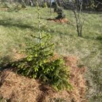 Royal Splendor Norway Spruce (Picea abies Royal Splendor (‘Noel’)