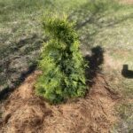 Rushmore Arborvitae (Thuja occidentalis ‘Rushmore’)