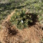 Sarah Rachel White Pine (Pinus strobus ‘Sarah Rachel’)