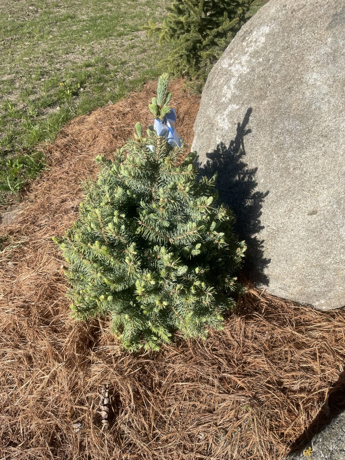 Sester Dwarf Blue Spruce (Picea pungens ‘Sester Dwarf’)