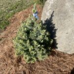 Sester Dwarf Blue Spruce (Picea pungens ‘Sester Dwarf’)