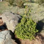 Sherwood Compact Norway Spruce (Picea abies ‘Sherwood Compact’)