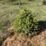 Silver Blue Serbian Spruce (Picea omorika ‘Silberblue’)