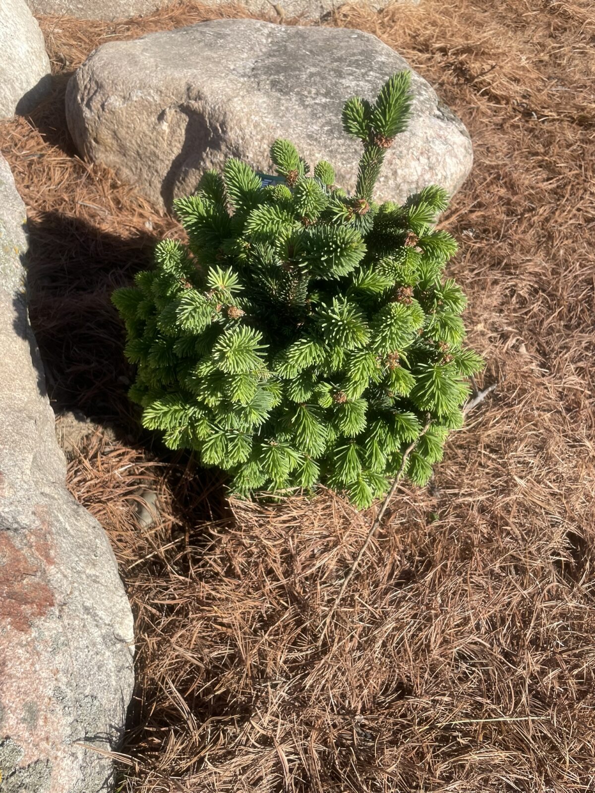 Skyhigh WB Norway Spruce ( Picea abies ‘Skyhigh WB’)
