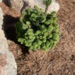 Skyhigh WB Norway Spruce ( Picea abies ‘Skyhigh WB’)