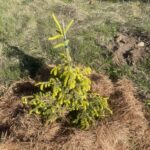 Skylands Oriental Spruce (Picea orientalis ‘Skylands’)