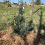 Stowe Pillar Eastern White Pine (Pinus strobus ‘Stowe Pillar’)