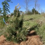 Tannenbaum Mugo Pine (Pinus mugo ‘Tannenbaum’)