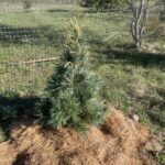 Vanderwolf’s Pyramid Limber Pine (Pinus flexilis ‘Vanderwolf’s Pyramid’)