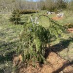 Varied Directions Larch (Larix decidua ‘Varied Directions’)