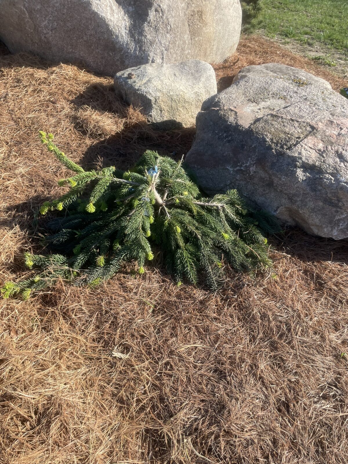 Weeping Norway Spruce (Picea abies ‘Pendula’)