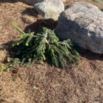 Weeping Norway Spruce (Picea abies ‘Pendula’)