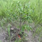 Albert F. Holden Lilac (Syringa vulgaris 'Albert F. Holden')