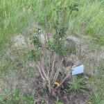 Charles Joly Lilac (Syringa vulgaris 'Charles Joly')