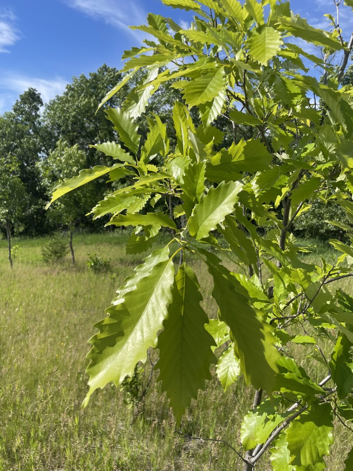 Chinkapin Oak (Quercus muehlenbergii)