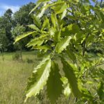 Chinkapin Oak (Quercus muehlenbergii)