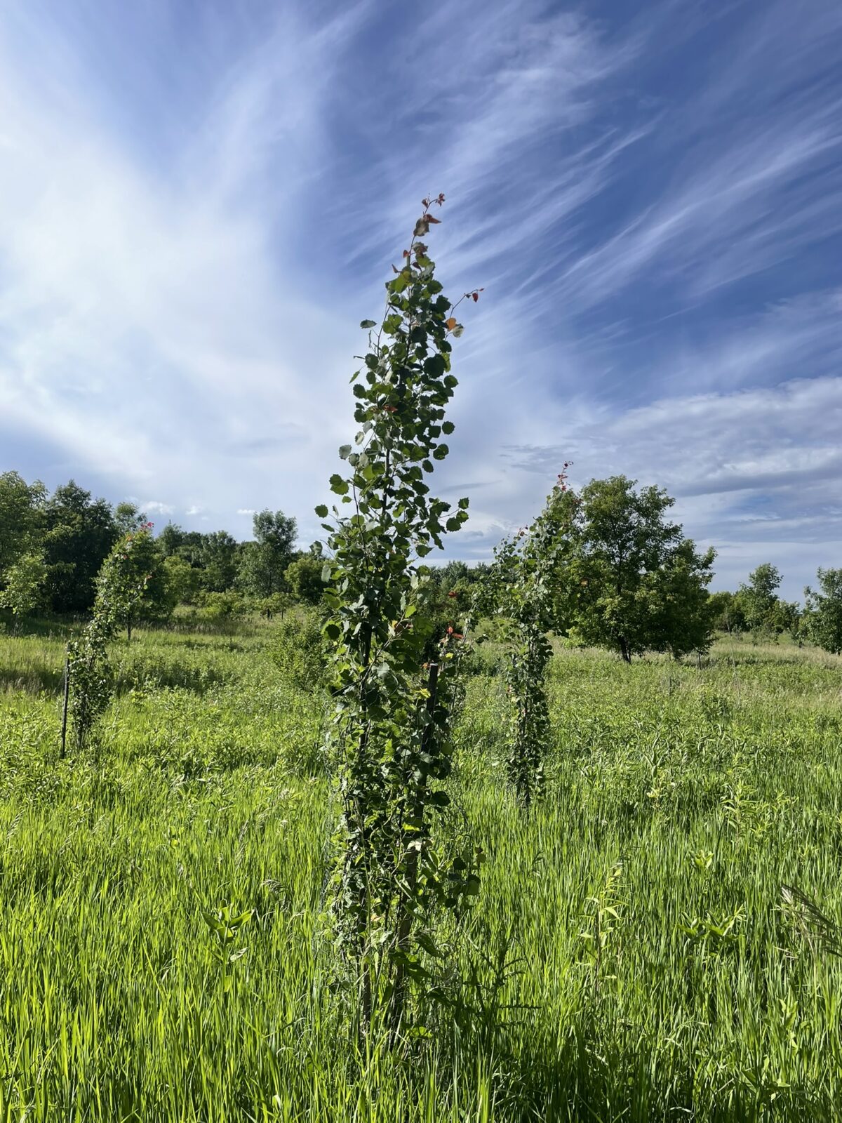 Columnar Swedish Aspen (Populus tremula ‘Erecta’)