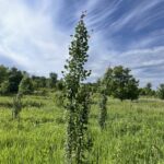 Columnar Swedish Aspen (Populus tremula 'Erecta')