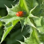 Convergent Ladybug (Hippodamia convergens)