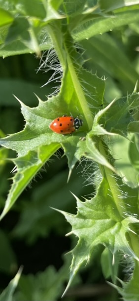Convergent Ladybug (Hippodamia convergens)