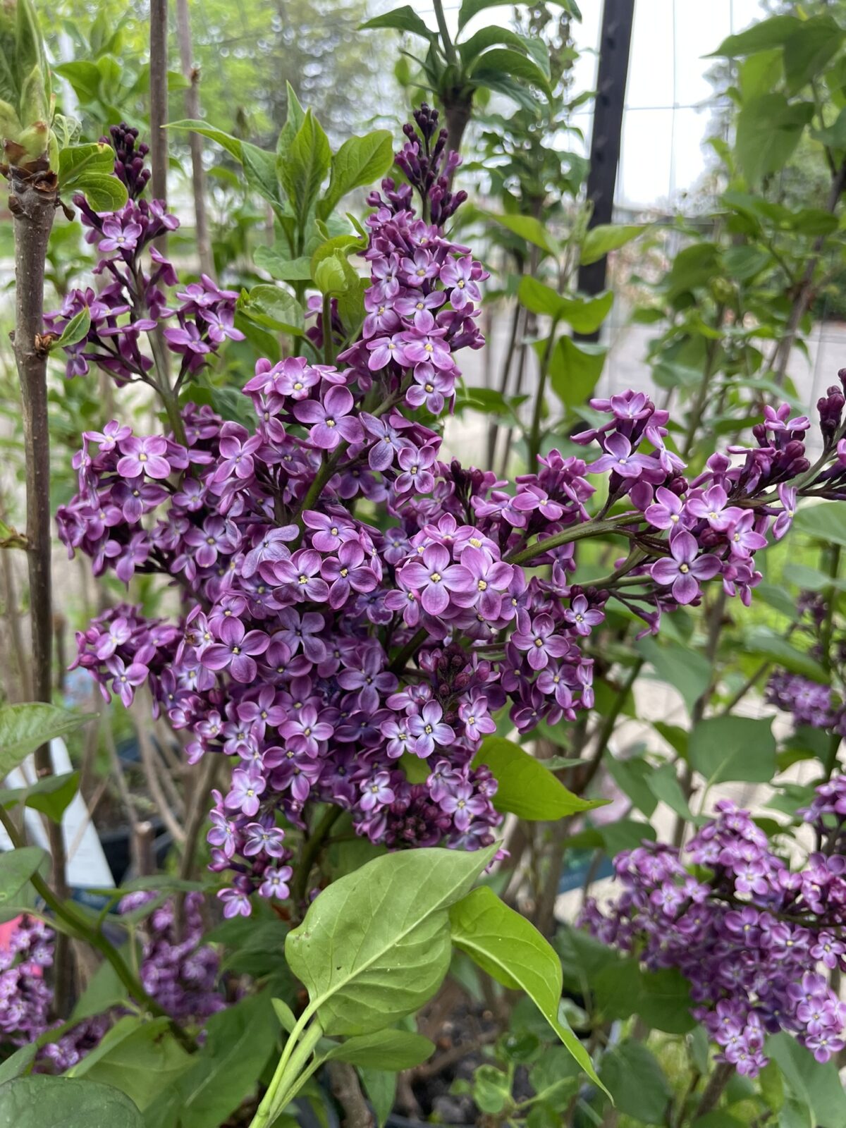Declaration Lilac (Syringa ‘Declaration’)