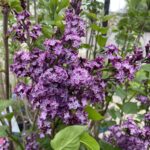 Declaration Lilac (Syringa 'Declaration')