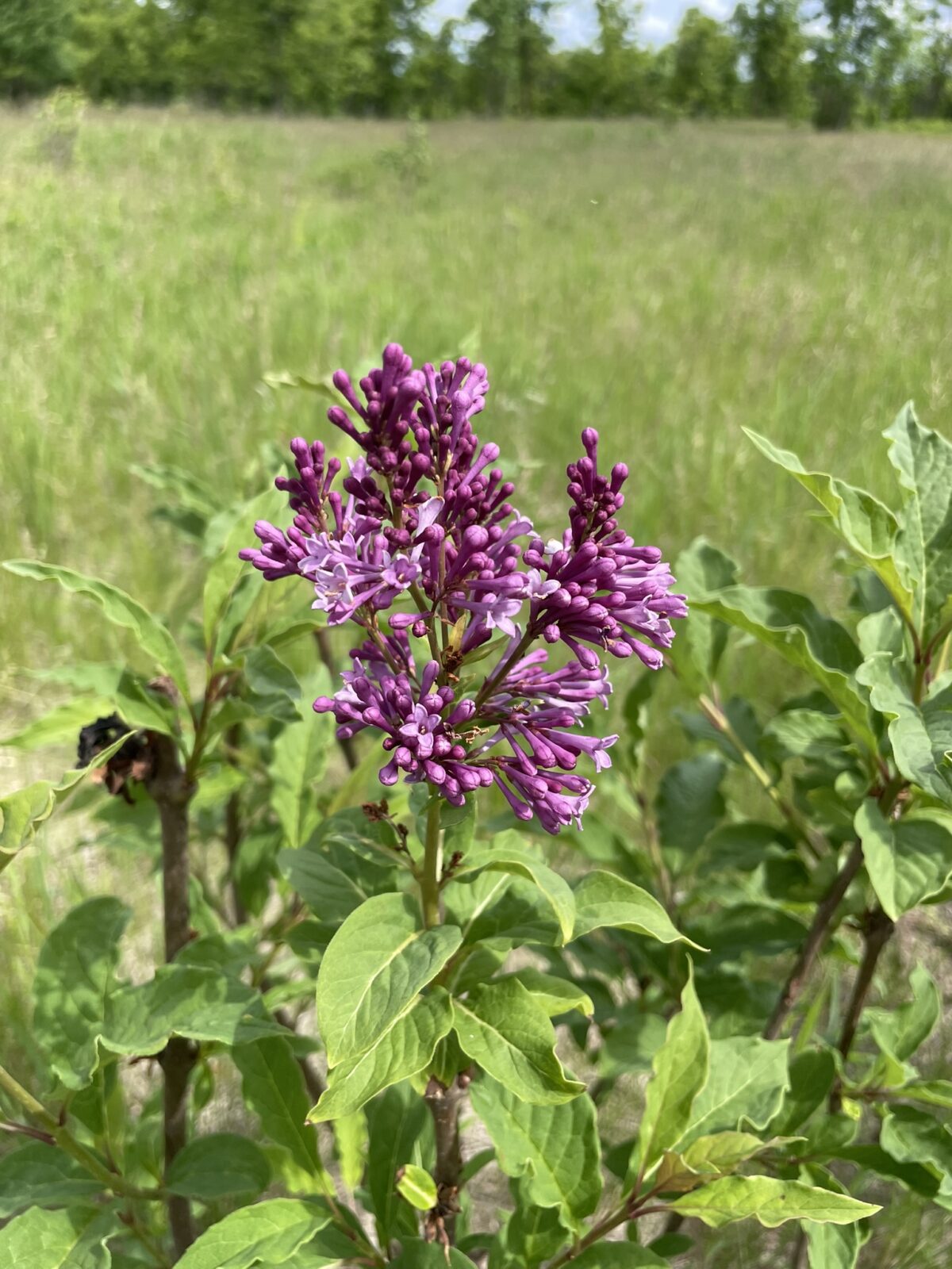 Donald Wyman Lilac (Syringa x prestoniae ‘Donald Wyman’)