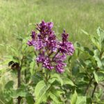 Donald Wyman Lilac (Syringa x prestoniae 'Donald Wyman')