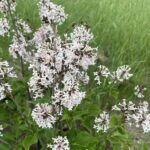 Dream Cloud Manchurian Lilac (Syringa patula 'KLMone')