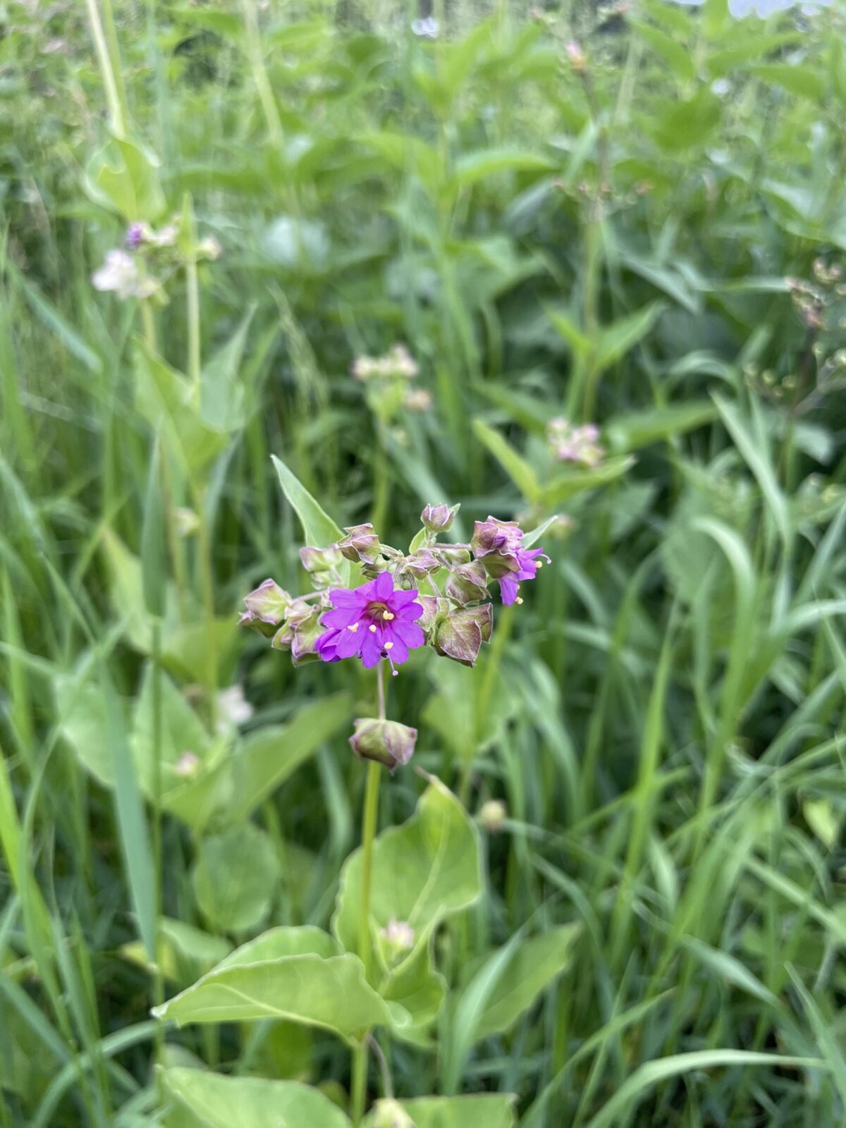 Wild Four O’Clock (Mirabilis nyctaginea)