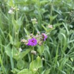 Wild Four O'Clock (Mirabilis nyctaginea)