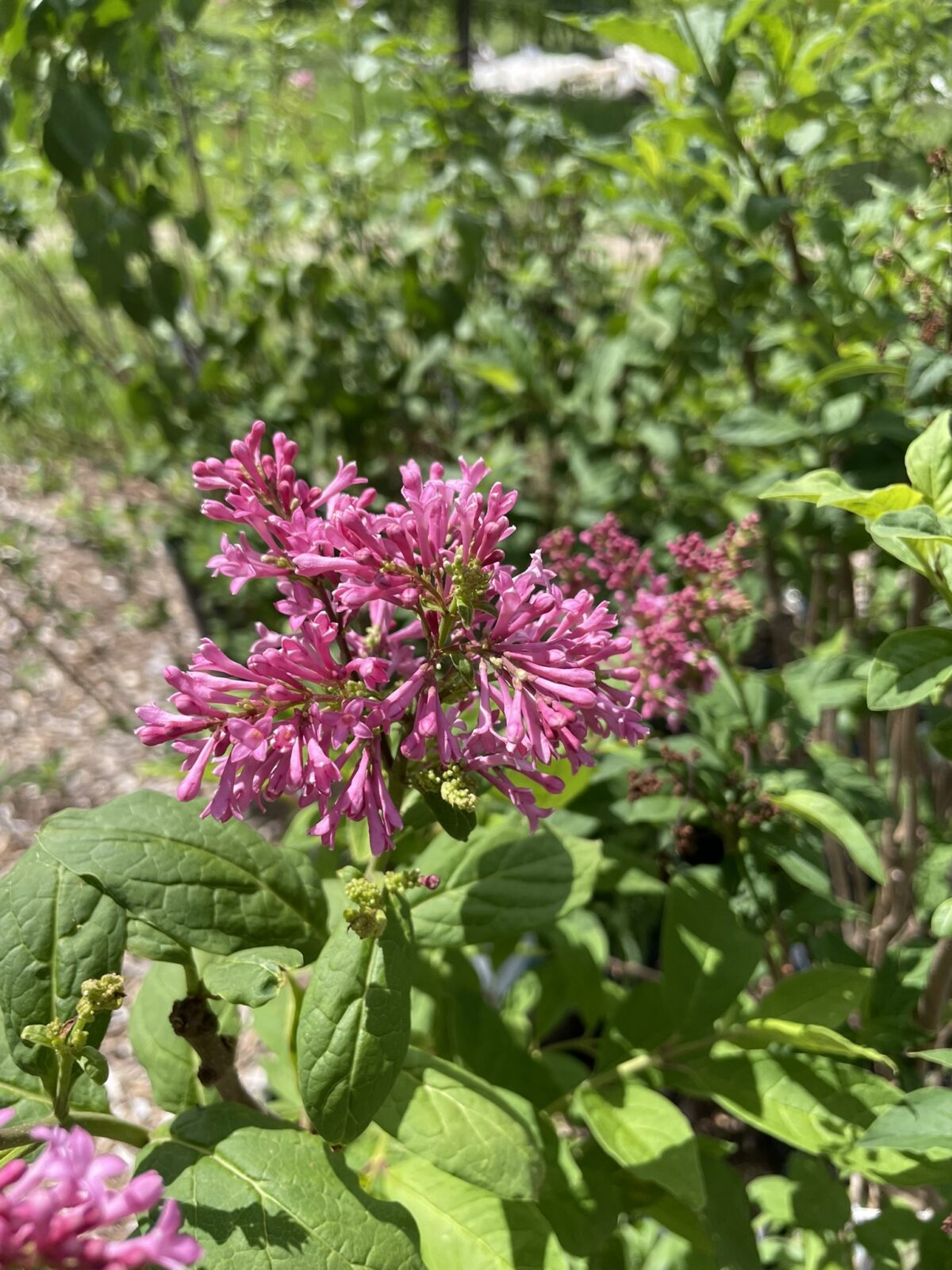James Macfarlane Lilac (Syringa x prestoniae ‘James Macfarlane’)